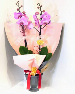 Pembe Orkide İki Köklü C-OR114