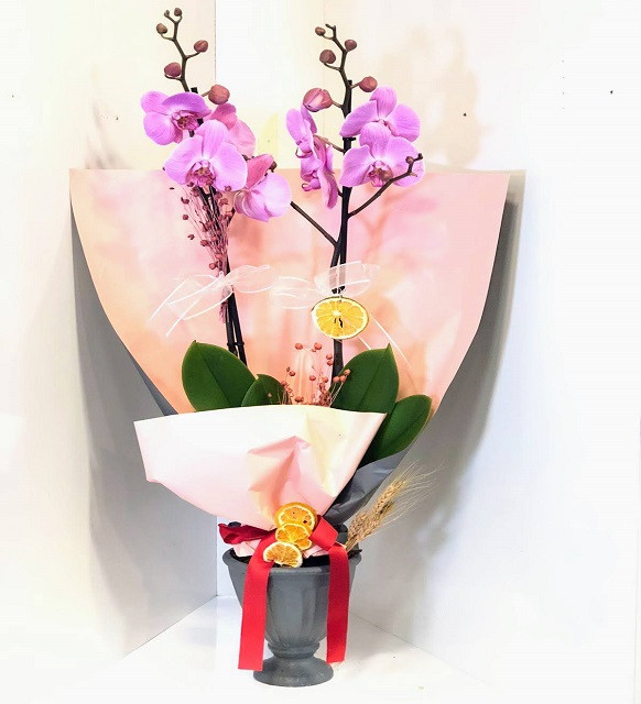 Pembe Orkide İki Köklü C-OR114
