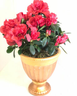 Pembe Mutluluk Açelya C-SAK102