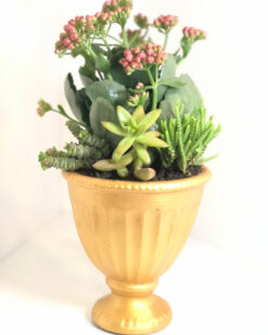 Sukulent Aranjmanı Çınar Çiçekçilik