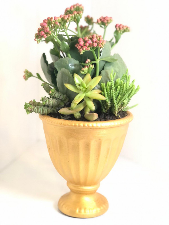 Sukulent Aranjmanı Çınar Çiçekçilik