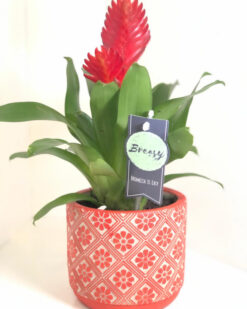 İthal Kırmızı Firesya