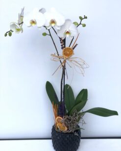 Tekli Beyaz Orkide C-OR117