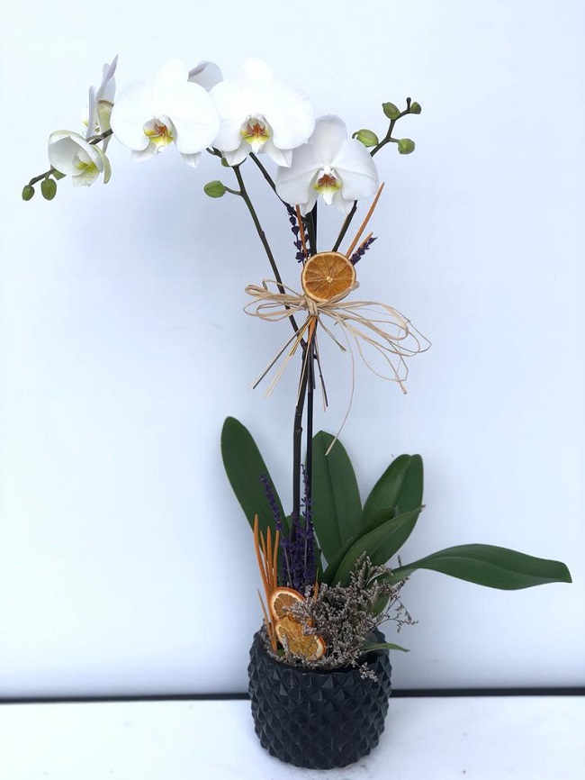 Tekli Beyaz Orkide C-OR117