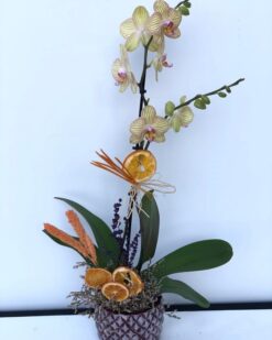 Sarı Orkide Çiçeği
