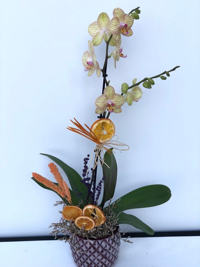 Sarı Orkide Çiçeği