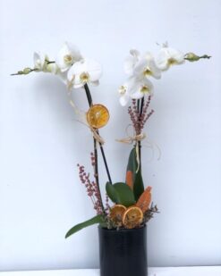 Aynı Gün Hızlı Teslimat'' Beyaz İkili Orkide