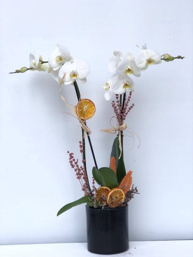 Aynı Gün Hızlı Teslimat'' Beyaz İkili Orkide