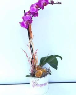 Mor Tekli Orkide C-OR122