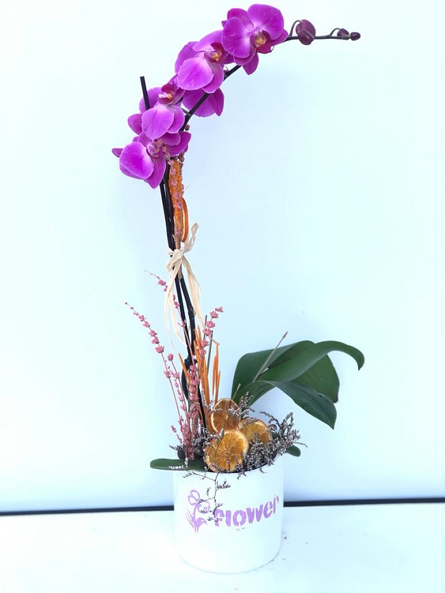 Mor Tekli Orkide C-OR122