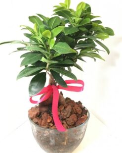 Doğal Saksı İçinde Bonzai