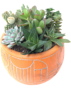Cennet Bahçesi Sukulent Aranjmanı