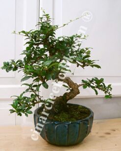 Yuvarlak Tabak Carmona Bonsai