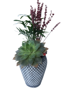 Altın Seri Sukulent - C-TER105