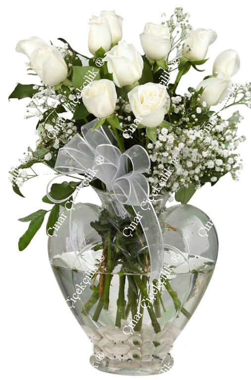 Kalbimin Sesi 11 Beyaz Gül C-KLP102