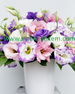 Lisyantus Büyülü Renkleri