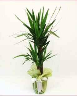 2 li Yukka Saksı Çiçeği