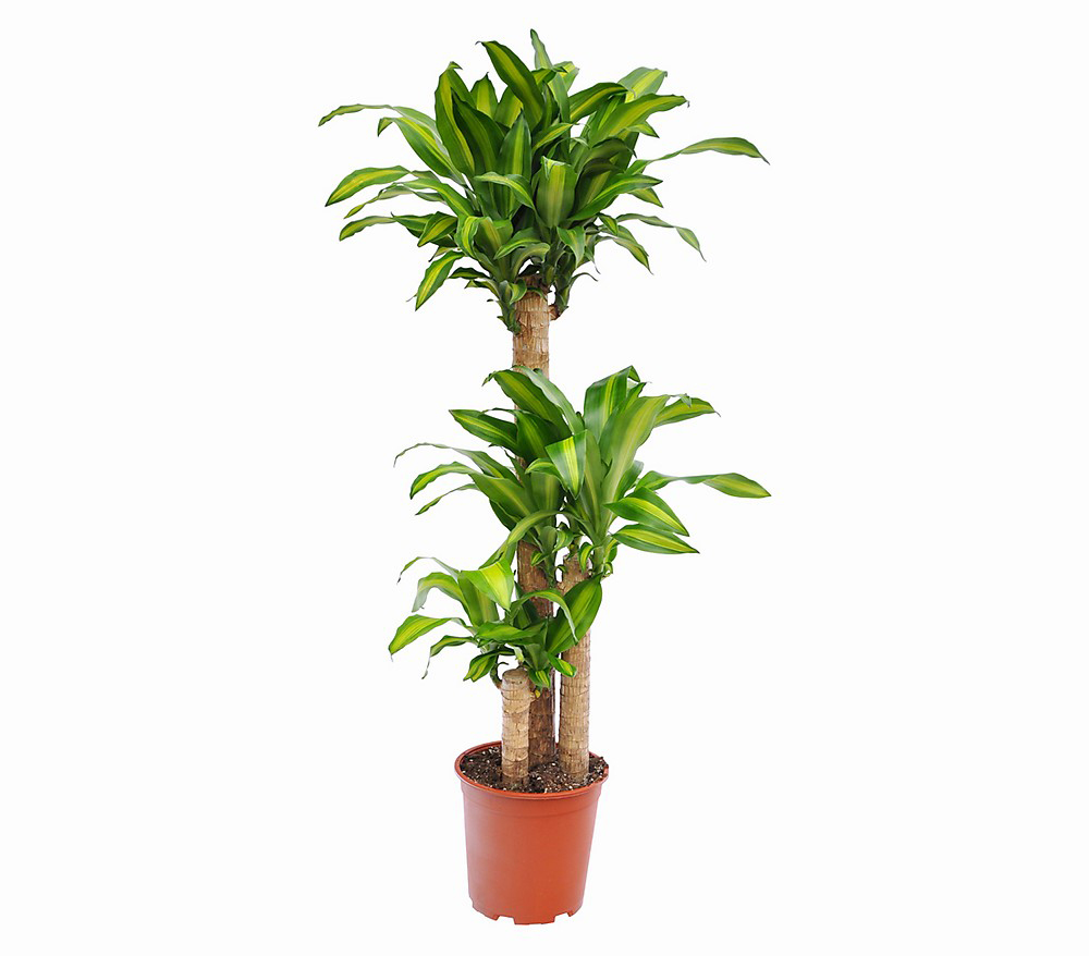 3'lü Massangeana Saksı Çiçeği C-SAK171 - Görsel 2