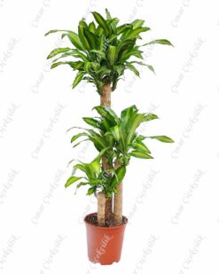 3'lü Massangeana Saksı Çiçeği C-SAK171