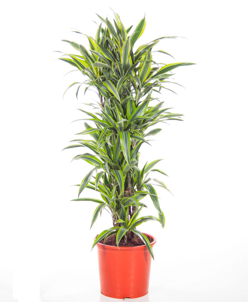 4'lu Limon Drachenbaum Saksı Çiçeği C-SAK142 - Görsel 2