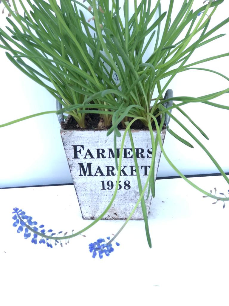 Lavinta Özel Saksı Çiçeği - Görsel 2