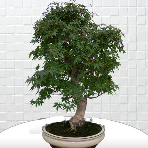 Acer Palmatum Bonsai - Görsel 2
