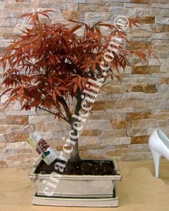Acer Kırmızı Palmatum Bonsai