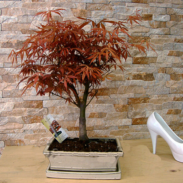 Acer Kırmızı Palmatum Bonsai - Görsel 2