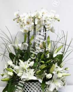 Altı Köklü Beyaz Orkide C-OR136