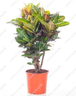 Anaç Kraton Saksı Çiçeği C-SAK146