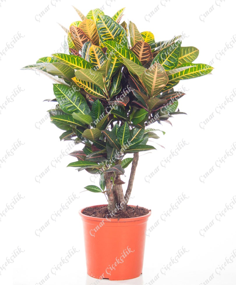 Anaç Kraton Saksı Çiçeği C-SAK146