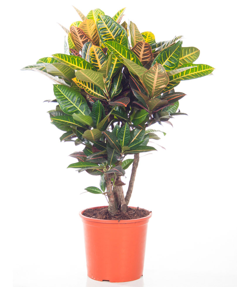 Anaç Kraton Saksı Çiçeği C-SAK146 - Görsel 2