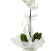 Tekli Beyaz Orkide Çiçeği C-OR148
