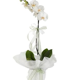 Tekli Beyaz Orkide Çiçeği C-OR148