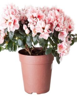 Kırların Büyülü Renği