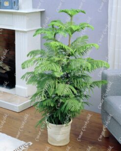 Araucaria Heterophylla Salon Cami 3lu C-SAK194