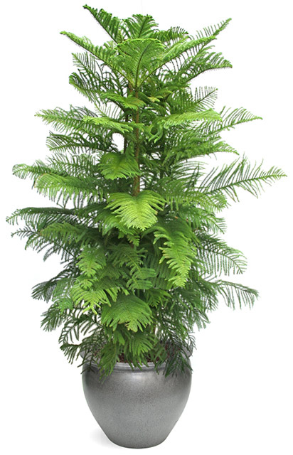 Araucaria Norfolk 2li Salon Camı C-SAK192 - Görsel 2