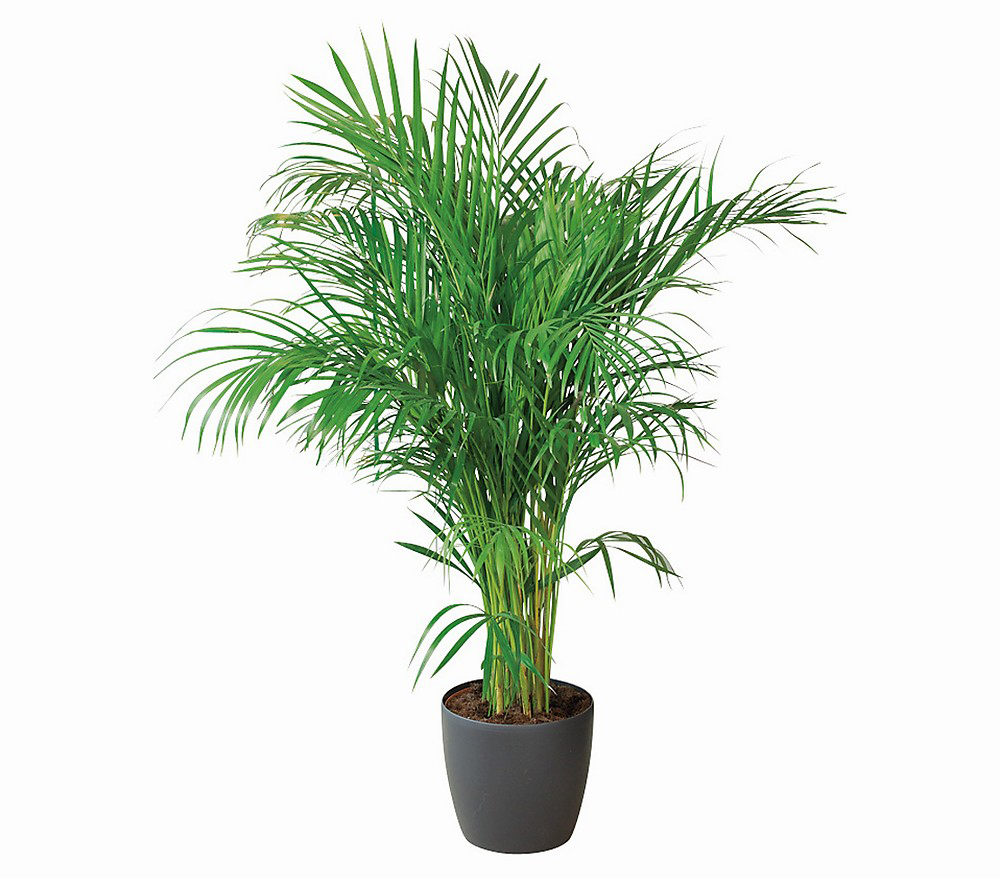 Big Areka Saksı Çiçeği C-SAK160 - Görsel 2