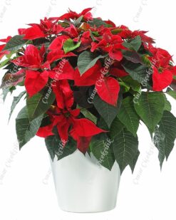 Büyük Kırmızı Atatürk Çiçeği C-SAK134