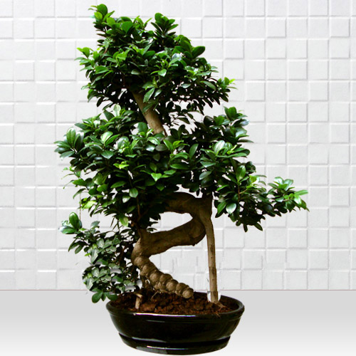Büyük Bonsai Siyah Seramik - Görsel 2
