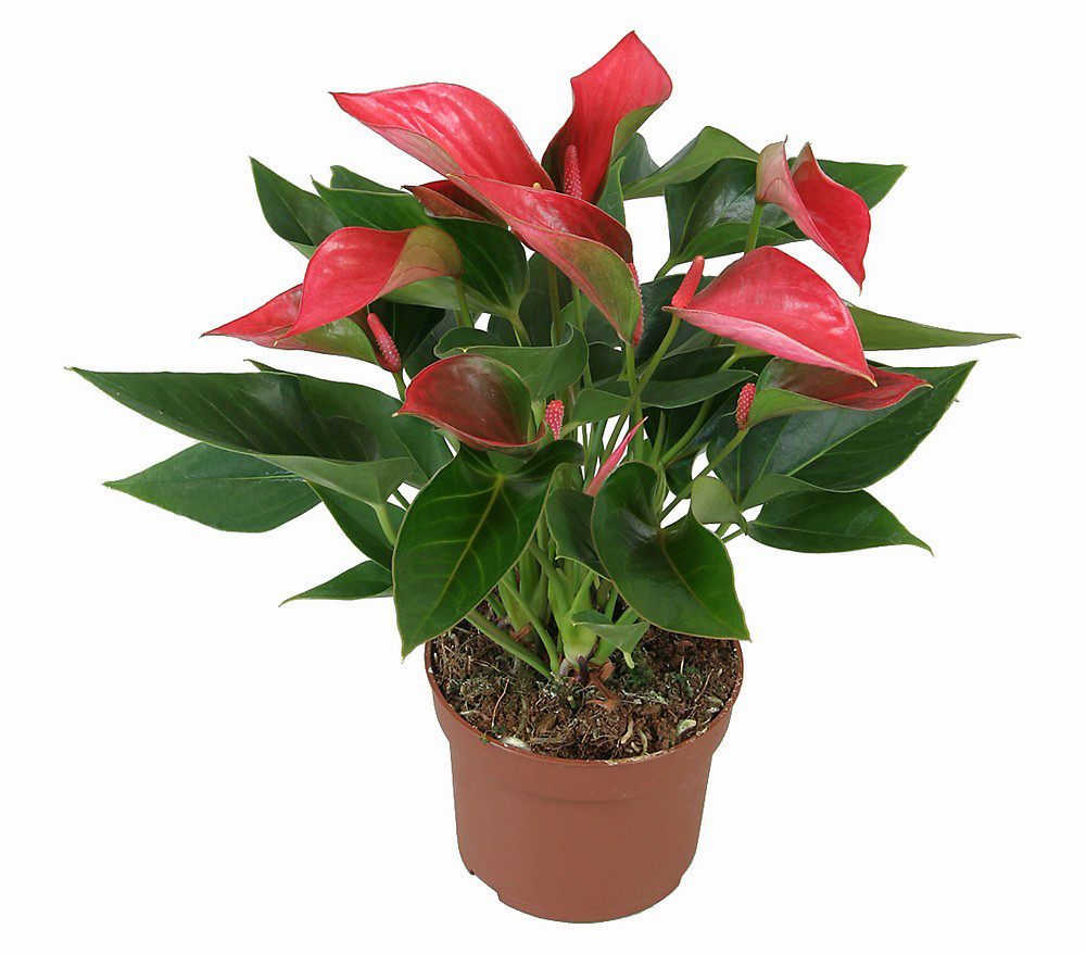 Büyük Tropikal Pembe Antorium C-SAK132 - Görsel 2