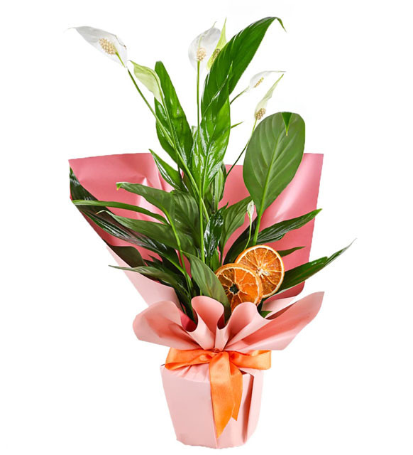 FRENCH Beyaz Çiçekli Spatifilyum Saksı Çiçeği - Görsel 2