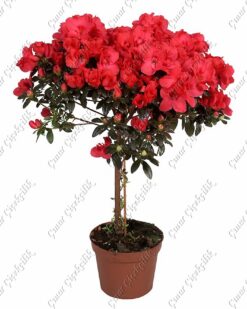 Baston Açelya Kırmızı C-SAK111