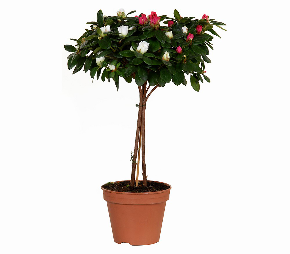 Pembe Beyaz Baston Açelya C-SAK115 - Görsel 2