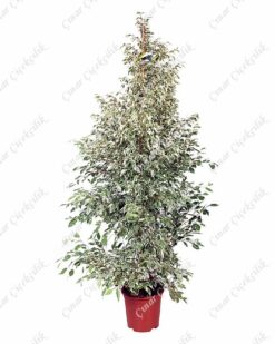 Benekli Benjamin Büyük Saksı Çiçeği C-SAK162