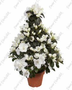 Beyaz Ağaç Açelya C-SAK118