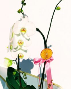 Stella Desenli Vazoda Beyaz Orkide