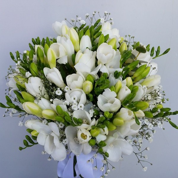 Beyaz Kokulu Firezya - Görsel 7