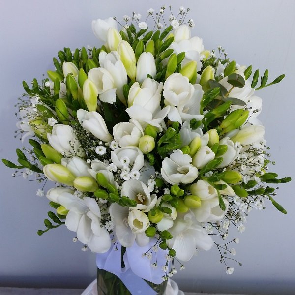 Beyaz Kokulu Firezya - Görsel 5