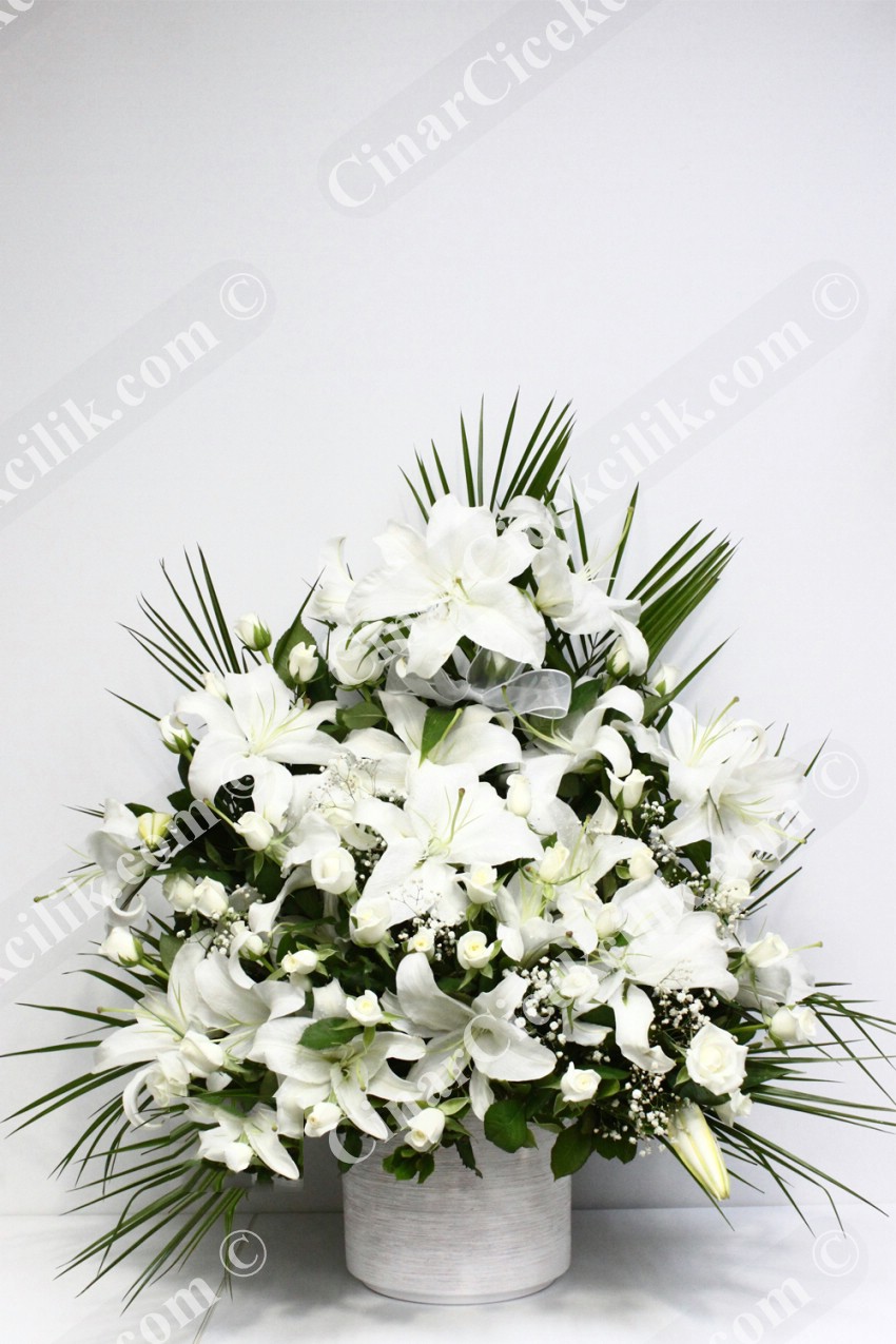 Su Damlası Beyaz Gül Lilyum C-AR116